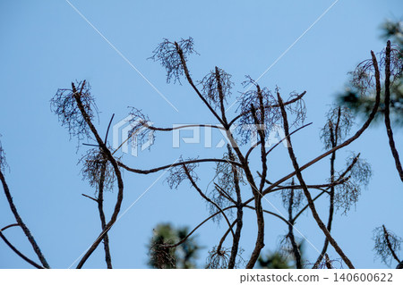 The bare branches of trees in winter 140600622
