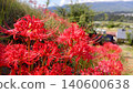 Spider lilies watching over the village Spider lilies watching over the village 140600638