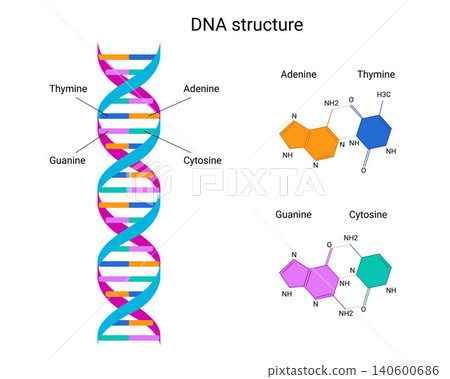 DNA structure. Double helix with adenine, thymine and guanine, cytosine, isolated on white background. Vector Educational illustration DNA structure. Double helix with adenine, thymine and guanine, cytosine, isolated on white background. Vector Educational illustration 140600686