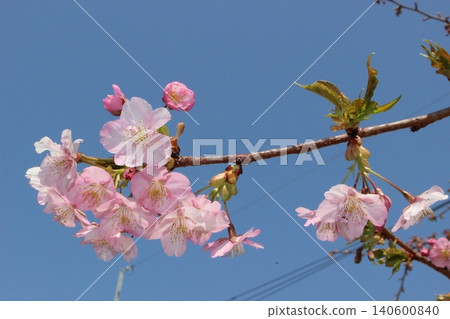 Kawazu cherry blossoms in the blue sky Kawazu cherry blossoms in the blue sky 140600840