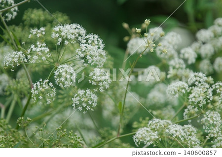 Close-up of wildflowers with small white blossoms. 140600857