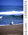 Seagull walking on a sandy beach 140600874