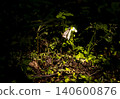 Grass that grows in the forest at night 140600876
