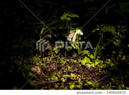 Grass that grows in the forest at night Grass that grows in the forest at night 140600876