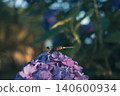 A dragonfly perched on a hydrangea flower 140600934
