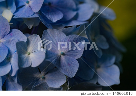 繡球 繡球 140601013