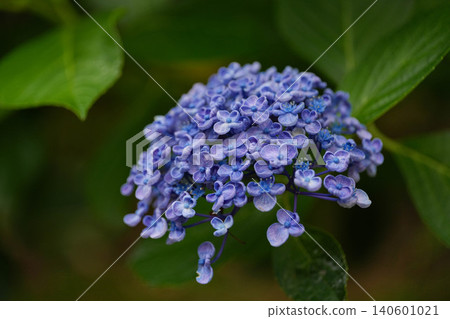 繡球 繡球 140601021