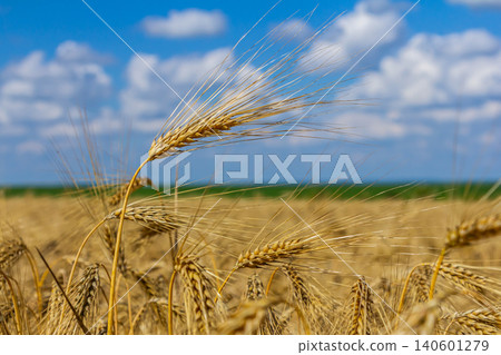 Wheat field sways gently under clear blue sky with bright clouds on a sunny day Wheat field sways gently under clear blue sky with bright clouds on a sunny day 140601279