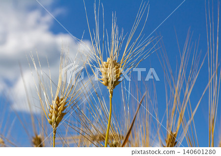 Wheat ears swaying gently in the breeze under a bright blue sky with fluffy clouds in the background during a sunny day in a rural landscape Wheat ears swaying gently in the breeze under a bright blue sky with fluffy clouds in the background during a sunny day in a rural landscape 140601280