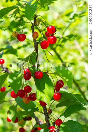 Bright red cherries hanging from a branch in a lush green setting during a sunny day in summer Bright red cherries hanging from a branch in a lush green setting during a sunny day in summer 140601283