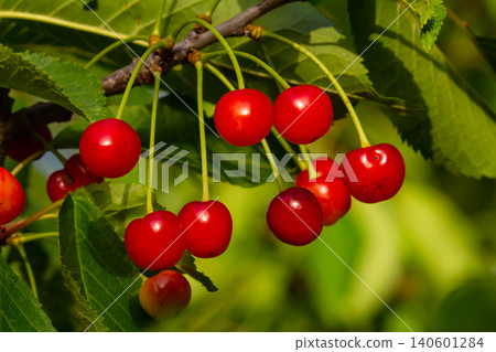 Bright red cherries hang from green leaves under warm sunlight in a lush garden during summer season Bright red cherries hang from green leaves under warm sunlight in a lush garden during summer season 140601284