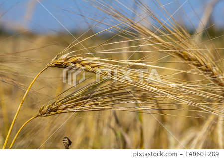 Golden barley swaying gently in the warm sunlight on a clear summer day in an expansive field 140601289