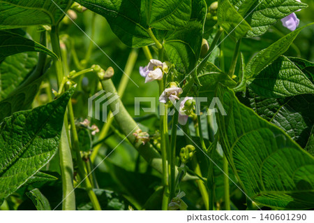 Green bean plants growing in a sunny garden with white flowers and young pods during the summer season in a thriving backyard Green bean plants growing in a sunny garden with white flowers and young pods during the summer season in a thriving backyard 140601290