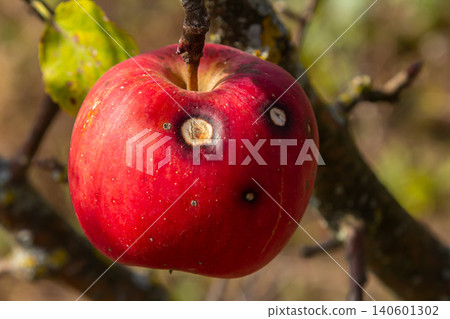 Red apple on a tree branch affected by Venturia inaequalis disease observed in an orchard during late summer Red apple on a tree branch affected by Venturia inaequalis disease observed in an orchard during late summer 140601302