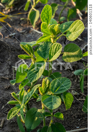 Vibrant green soybean plants thriving in a sunlit field during early growth stages near rural farmland Vibrant green soybean plants thriving in a sunlit field during early growth stages near rural farmland 140601318