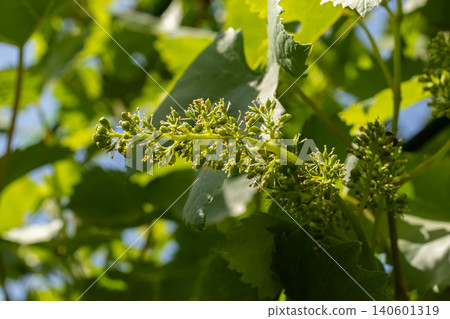 Green grapevine buds emerging in spring under sunlight with bright leaves surrounding the cluster Green grapevine buds emerging in spring under sunlight with bright leaves surrounding the cluster 140601319