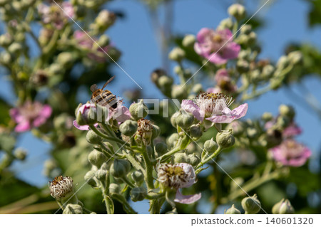 European dewberry blooms attract bees in a sunlit bramble patch during a warm spring afternoon in a natural garden setting European dewberry blooms attract bees in a sunlit bramble patch during a warm spring afternoon in a natural garden setting 140601320