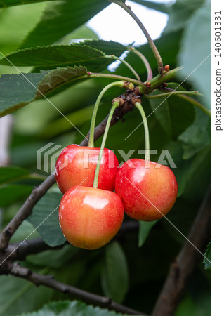 Fresh sweet cherries hanging from a branch in a lush orchard during the peak of summer ready for harvest and enjoyed by many Fresh sweet cherries hanging from a branch in a lush orchard during the peak of summer ready for harvest and enjoyed by many 140601331