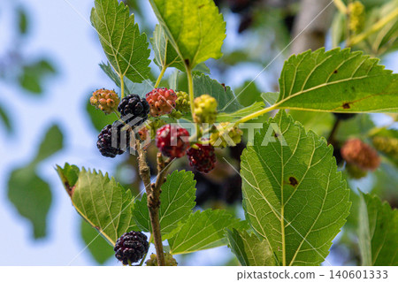 Exploring the thriving Morus nigra tree showcasing its rich black mulberries and their vibrant hue as they ripen under the clear blue sky Exploring the thriving Morus nigra tree showcasing its rich black mulberries and their vibrant hue as they ripen under the clear blue sky 140601333