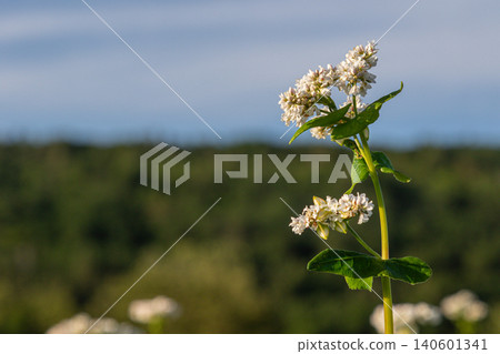 Buckwheat plants with white blossoms thriving in a lush green landscape during a sunny day Buckwheat plants with white blossoms thriving in a lush green landscape during a sunny day 140601341