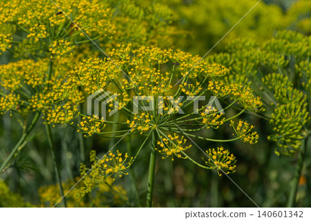 Dill plant blossoms with vibrant yellow flowers growing in a sunny garden during summer months Dill plant blossoms with vibrant yellow flowers growing in a sunny garden during summer months 140601342