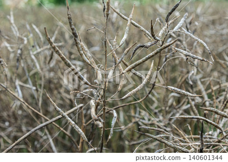 Rapeseed plants showcase their dried pods in a field during late summer highlighting the aftermath of a successful harvest Rapeseed plants showcase their dried pods in a field during late summer highlighting the aftermath of a successful harvest 140601344