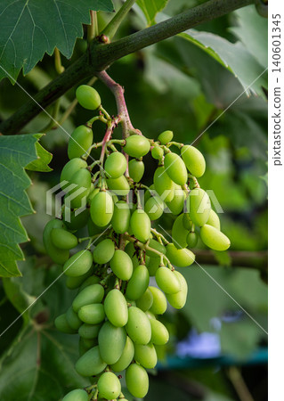 Green grapes growing on a vine in a lush vineyard during the summer season under bright sunlight in a rural area 140601345