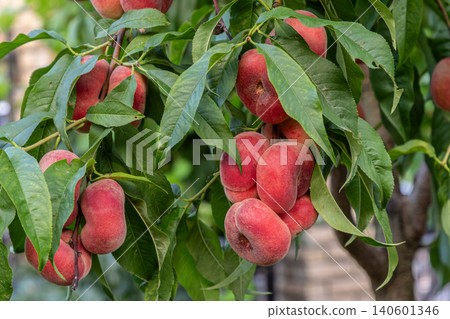 Bright red Saturn peaches hang from lush green leaves on a warm sunny day in a vibrant orchard Bright red Saturn peaches hang from lush green leaves on a warm sunny day in a vibrant orchard 140601346