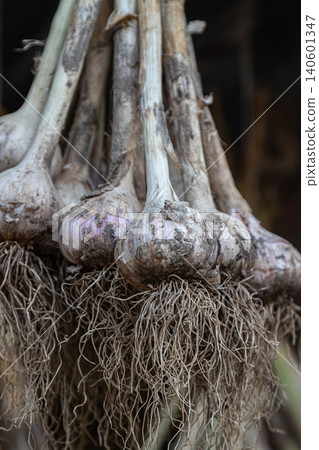Hanging bundles of garlic showcase rustic charm and natural beauty in a traditional kitchen setting Hanging bundles of garlic showcase rustic charm and natural beauty in a traditional kitchen setting 140601347