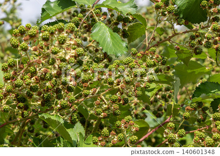 European dewberry plants displaying small unripe fruits among vibrant green leaves in a natural setting during the early summer months 140601348