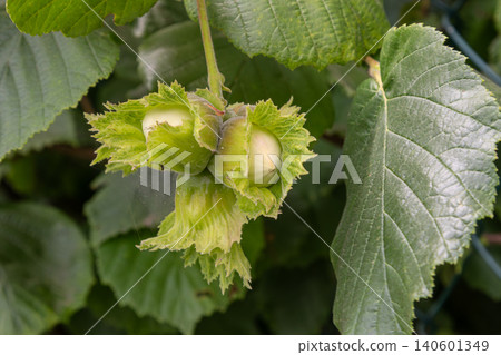Hazelnuts developing on a branch surrounded by lush green leaves in mid-summer Hazelnuts developing on a branch surrounded by lush green leaves in mid-summer 140601349