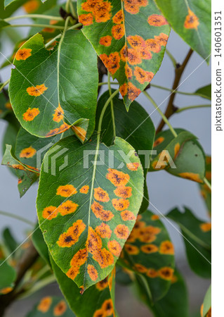 Pear tree leaves displaying symptoms of pear rust caused by Gymnosporangium sabinae in early summer conditions Pear tree leaves displaying symptoms of pear rust caused by Gymnosporangium sabinae in early summer conditions 140601351