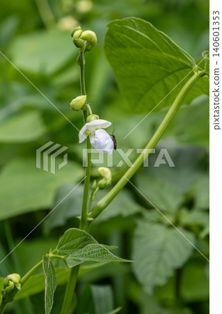 Common bean plant with delicate white flowers blossoming in a lush garden close to harvest time Common bean plant with delicate white flowers blossoming in a lush garden close to harvest time 140601353