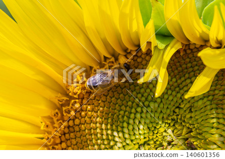 Close-up view of a bee pollinating a common sunflower under bright sunlight in a vibrant garden setting Close-up view of a bee pollinating a common sunflower under bright sunlight in a vibrant garden setting 140601356