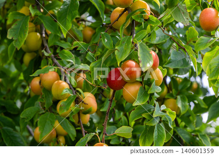 Cherry plum tree branches laden with ripe fruit in a lush garden during late summer highlighting the vibrant colors and healthy foliage 140601359