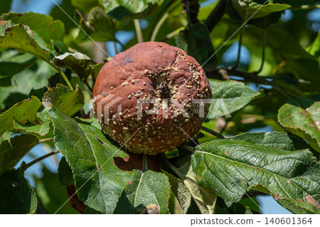 Brown rot affecting Monilinia fructigena on damaged fruit in an orchard during late summer Brown rot affecting Monilinia fructigena on damaged fruit in an orchard during late summer 140601364