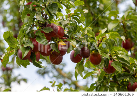 Cherry plum tree branches laden with ripe juicy fruit under blue sky in a vibrant orchard during late summer harvest season 140601369