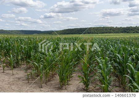Corn field stretching towards the horizon under a cloudy sky in a rural landscape during the peak summer season showcasing healthy crop growth Corn field stretching towards the horizon under a cloudy sky in a rural landscape during the peak summer season showcasing healthy crop growth 140601370