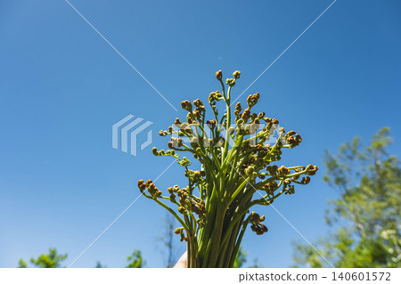 藍天下採摘的新鮮野生蔬菜「蕨菜」。 藍天下採摘的新鮮野生蔬菜「蕨菜」。 140601572