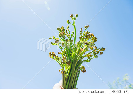 藍天下採摘的新鮮野生蔬菜「蕨菜」。 藍天下採摘的新鮮野生蔬菜「蕨菜」。 140601573