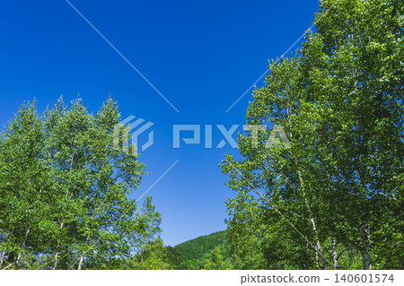 Clear blue skies and vibrant new green trees - birch trees Clear blue skies and vibrant new green trees - birch trees 140601574