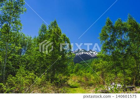 The fresh green leaves of the birch trees stand out against the blue sky, and the snow-capped peaks of Mount Norikura are visible. The fresh green leaves of the birch trees stand out against the blue sky, and the snow-capped peaks of Mount Norikura are visible. 140601575
