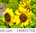 Yellow sunflower 140601768