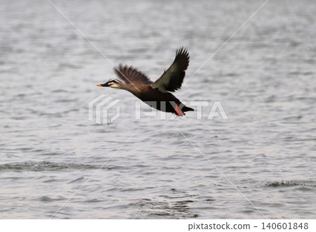 水鳥飛過水面 140601848