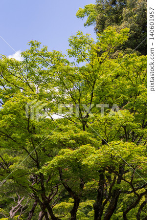 京都春天綠意盎然的樹木景色。 京都春天綠意盎然的樹木景色。 140601957