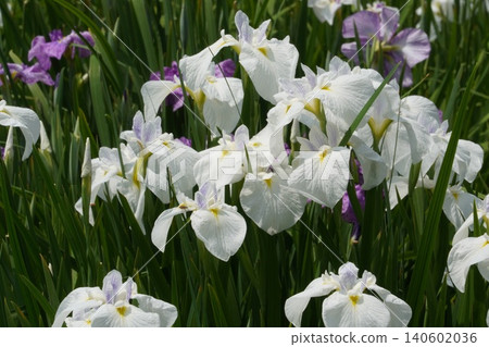 The pure white irises in the early summer sunshine of the East Garden of the Imperial Palace The pure white irises in the early summer sunshine of the East Garden of the Imperial Palace 140602036