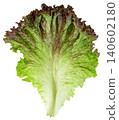 Single fresh red leaf lettuce. Isolated organic vegetable showing green and purple hues. Healthy diet and cooking ingredient for salad preparation. Top view macro close-up. 140602180
