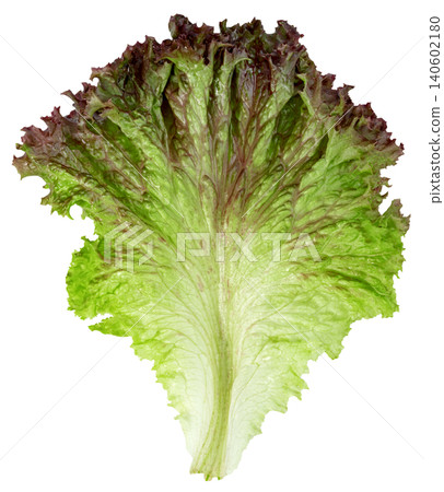 Single fresh red leaf lettuce. Isolated organic vegetable showing green and purple hues. Healthy diet and cooking ingredient for salad preparation. Top view macro close-up. 140602180