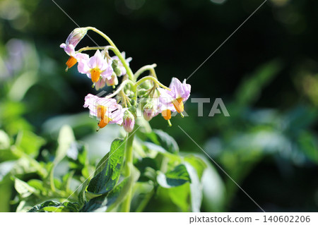 Potato flower (Kitaakari variety) Potato flower (Kitaakari variety) 140602206