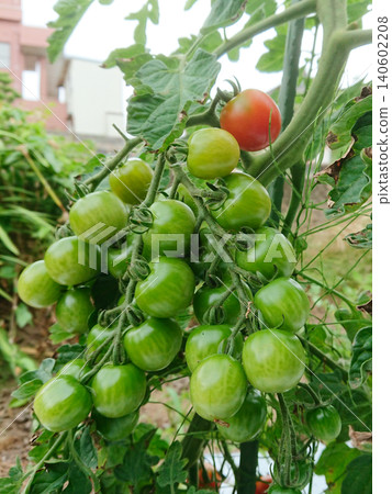 Tomatoes growing in clusters Tomatoes growing in clusters 140602208